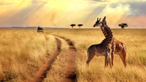 Tansania Serengeti Nationalpark Zebras Safari Foto iStock Delbars.jpg